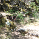 Illustration for article titled A hike with Toby and Mrs. IM at Willow Creek. (Angel Falls)